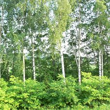 P1290672.JPG, зелёные джунгли в микрорайоне Вышка 2, город Пермь, 2005-2006 год