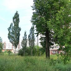 P1290860.JPG, зелёные джунгли в микрорайоне Вышка 2, город Пермь, 2005-2006 год