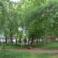 P1610270.JPG, зелёные джунгли в микрорайоне Вышка 2, город Пермь, 2005-2006 год
