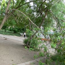 P1610276.JPG, зелёные джунгли в микрорайоне Вышка 2, город Пермь, 2005-2006 год